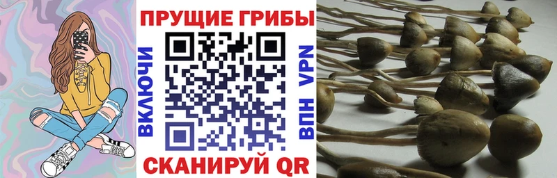 Галлюциногенные грибы мицелий  что такое   Киселёвск 